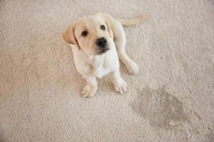 Carpet Cleaning in Northwest Arkansas, Wizard Carpet Cleaning